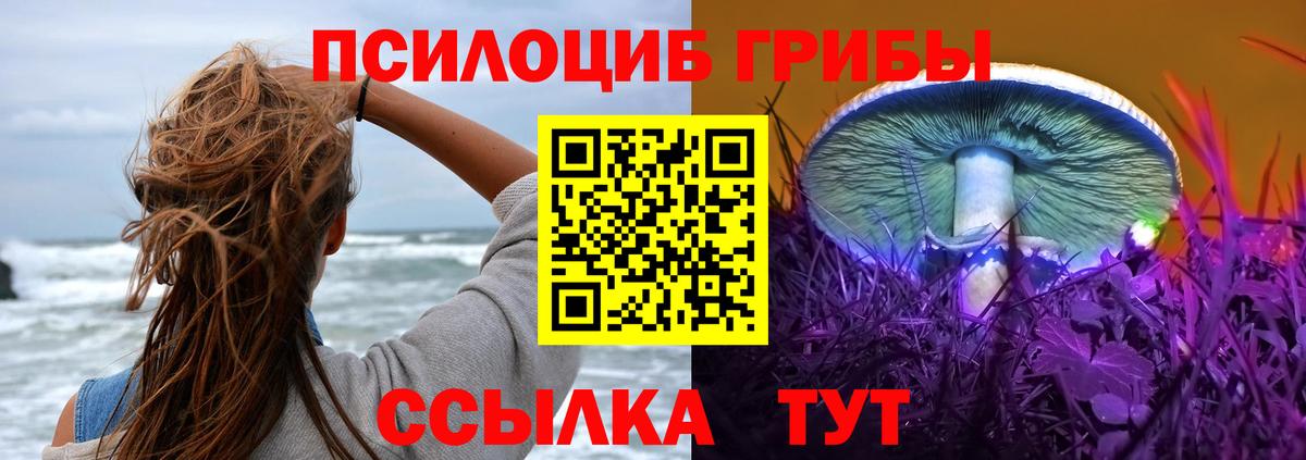 Псилоцибиновые грибы Psilocybe Прохладный